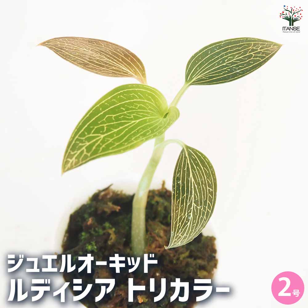 観葉植物 ルディシア トリカラー 【観葉植物 2号】