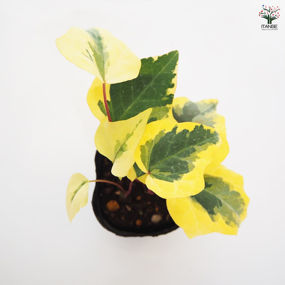 観葉植物 オカメヅタ ゴールドラッシュ 【観葉植物 3号】｜ 【植物の