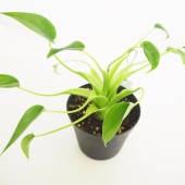 観葉植物 アロカシア タイニーダンサー 【観葉植物 3.5号】|観葉植物