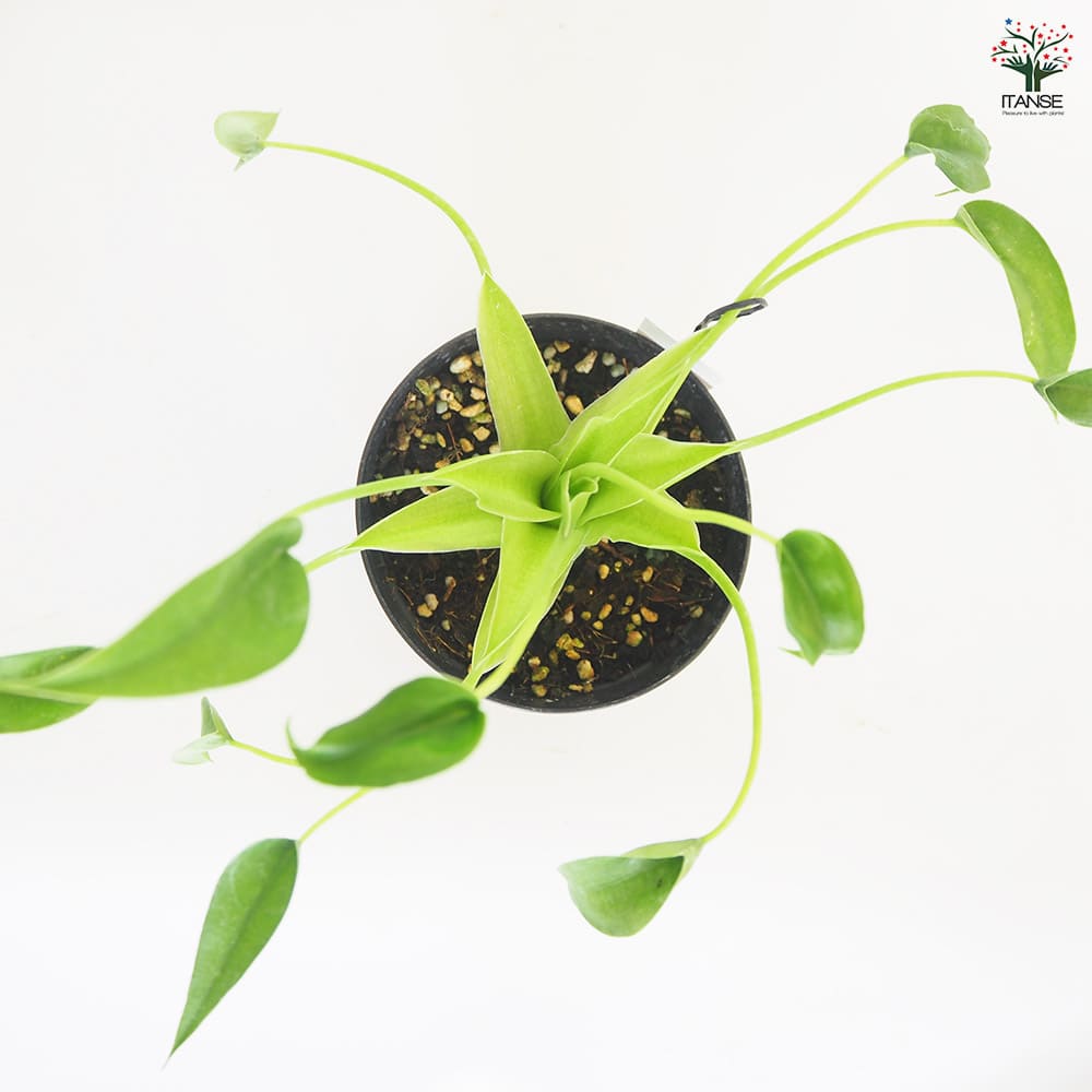 観葉植物 アロカシア タイニーダンサー 【観葉植物 3.5号】｜ 【植物の