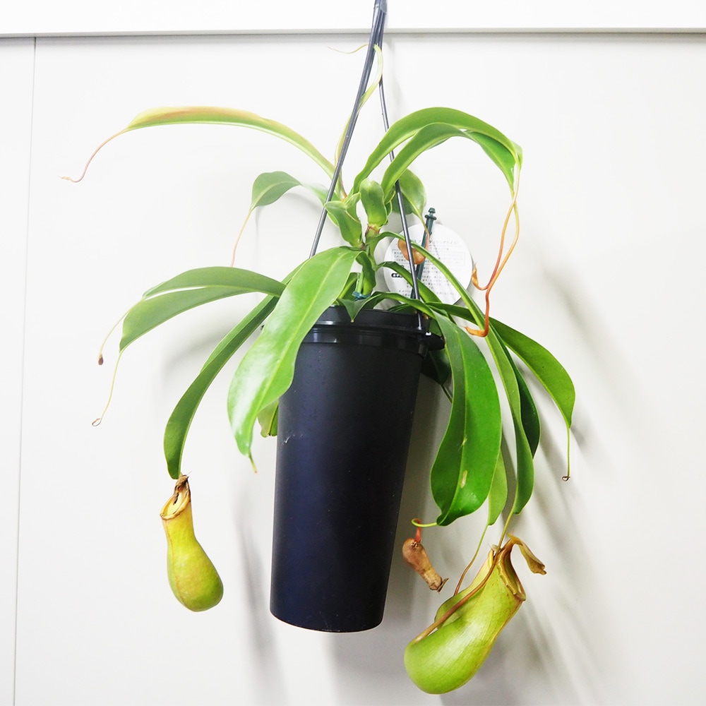 観葉植物 ネペンテス アラータ 鉢色mix 吊鉢 【観葉植物 4.5号／1個
