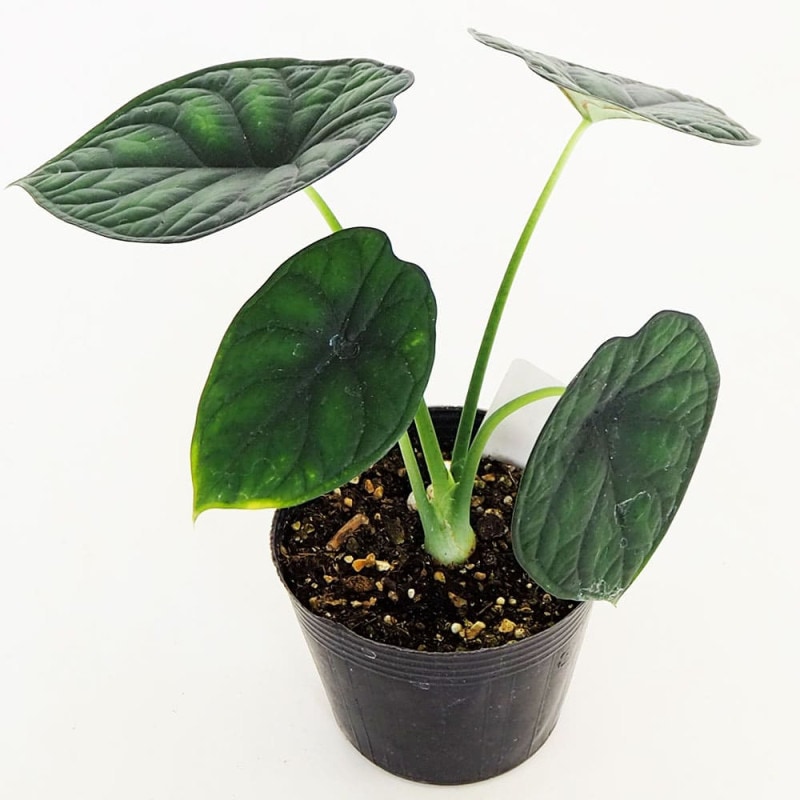 ユーフォルビア アクチノクラダ 【多肉植物 2.5号／1個売り】｜ 【植物