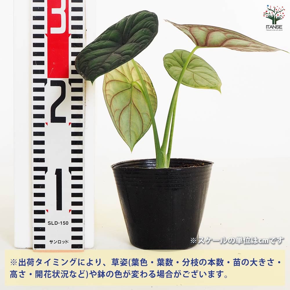 観葉植物 アロカシア アイギス 【観葉植物 4号】｜ 【植物の