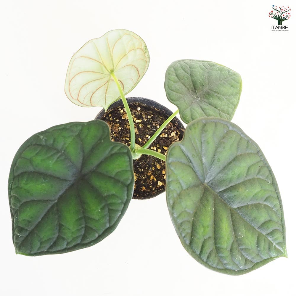 観葉植物 アロカシア アイギス 【観葉植物 4号】｜ 【植物の