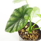 観葉植物 アロカシア シヌアータ 【観葉植物 4号】|観葉植物