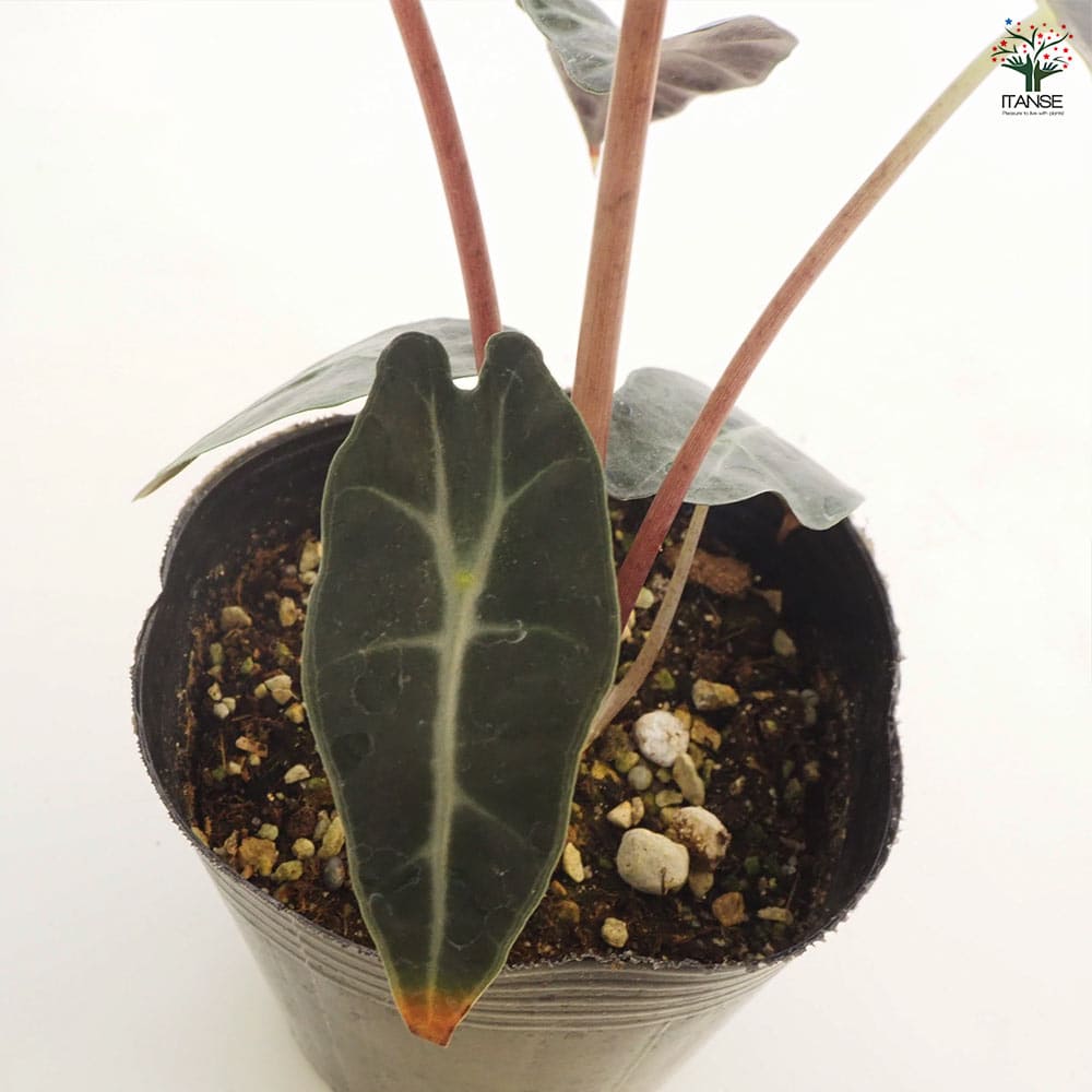 観葉植物 アロカシア アマゾニカ ポリー 【観葉植物 4号】｜ 【植物の 