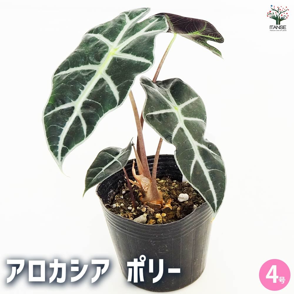 観葉植物 アロカシア アマゾニカ ポリー 【観葉植物 4号】