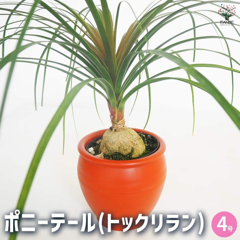 観葉植物 ポニーテール(トックリラン) 【観葉植物 9号／1個売り