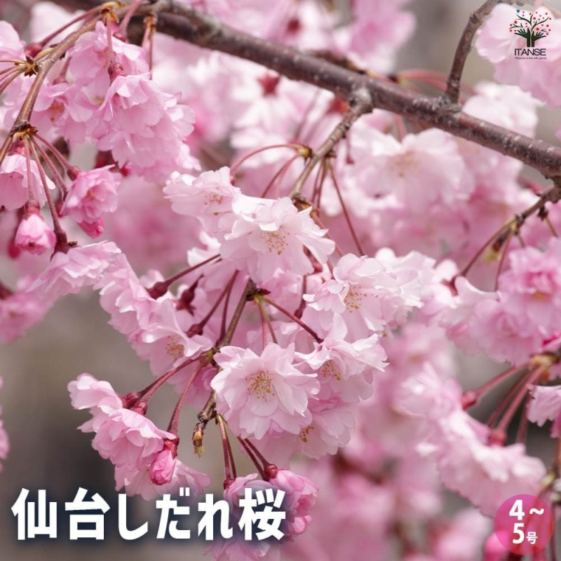 桜の苗木 八重枝垂れ紅 【花木苗 5号／1個売り】｜ 【植物の