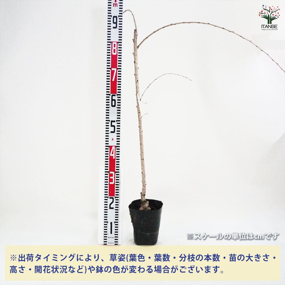 桜の苗木 仙台しだれ桜 【花木苗 4号／1個売り】｜ 【植物の