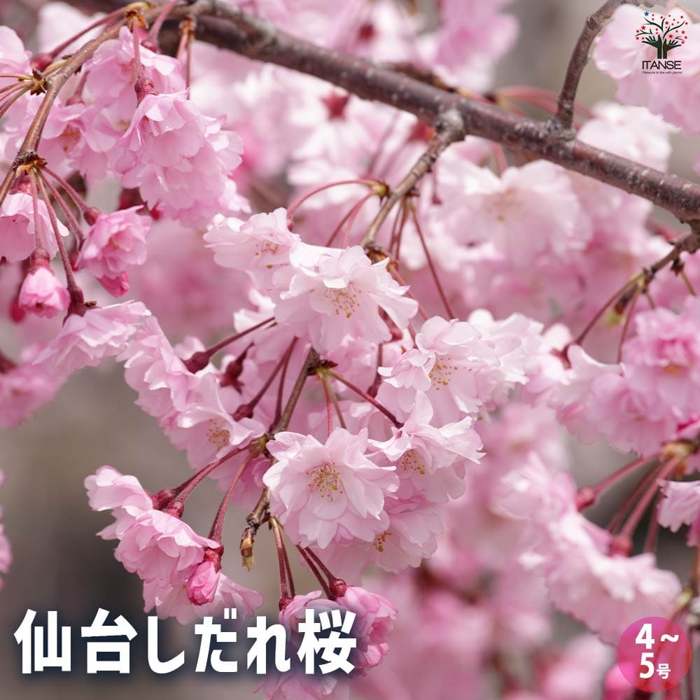 ふるさと納税 越知町 しだれ桜(造花)Gow-570