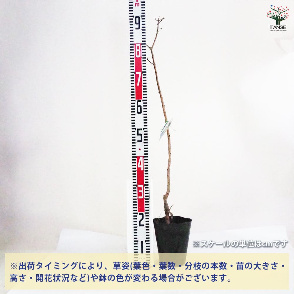 ライラック 白花 【花木苗 4号／1個売り】｜ 【植物のITANSE