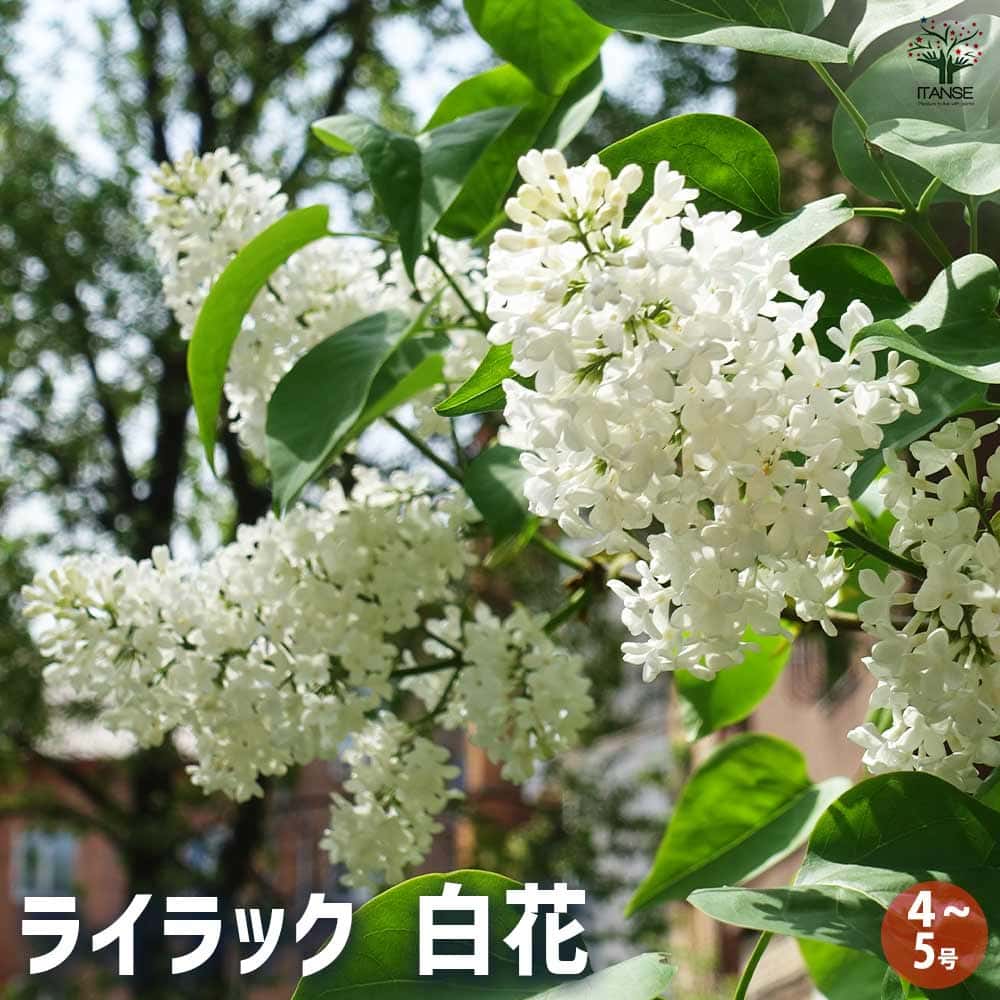 ライラック 白花 【花木苗 4号／1個売り】｜ 【植物のITANSE