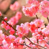 花梅の苗木 紅花一重 【花木苗 4号／1個売り】|植木・花木