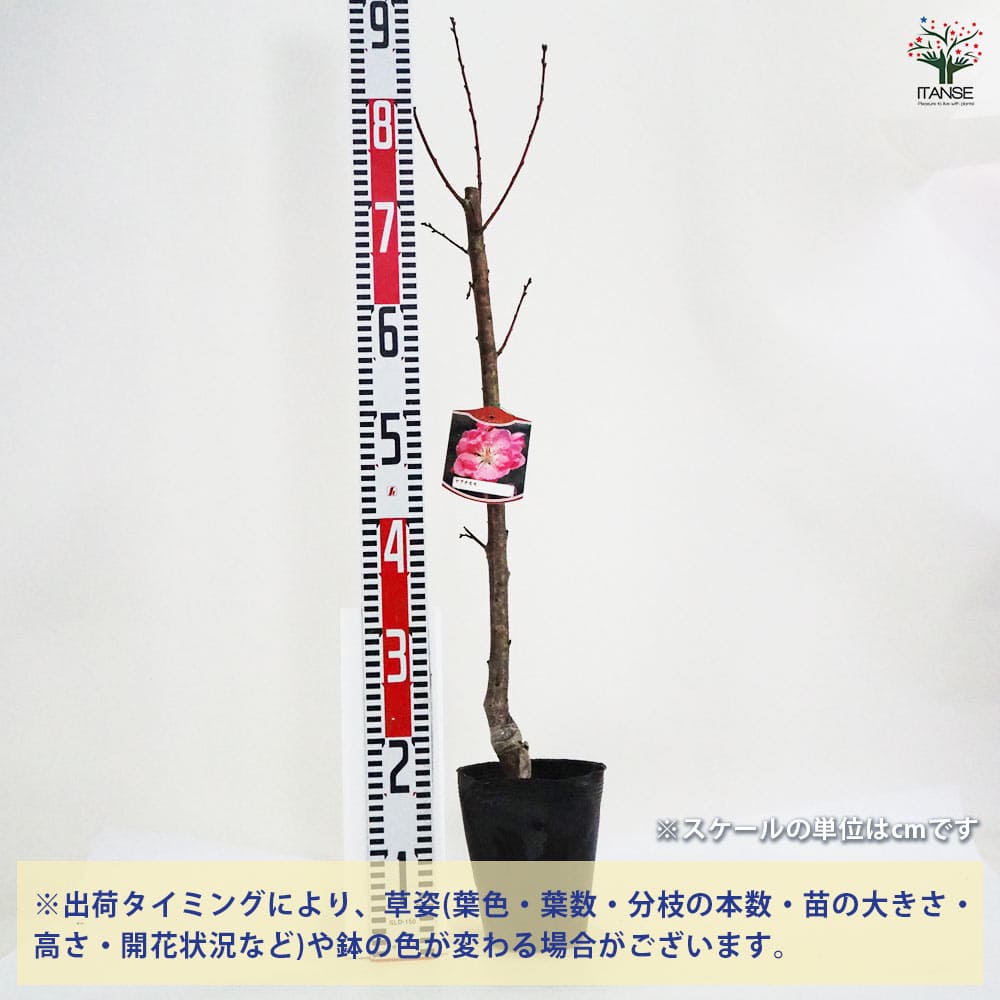 花桃の苗木 ヤグチモモ 【花木苗 4号／1個売り】｜ 【植物の
