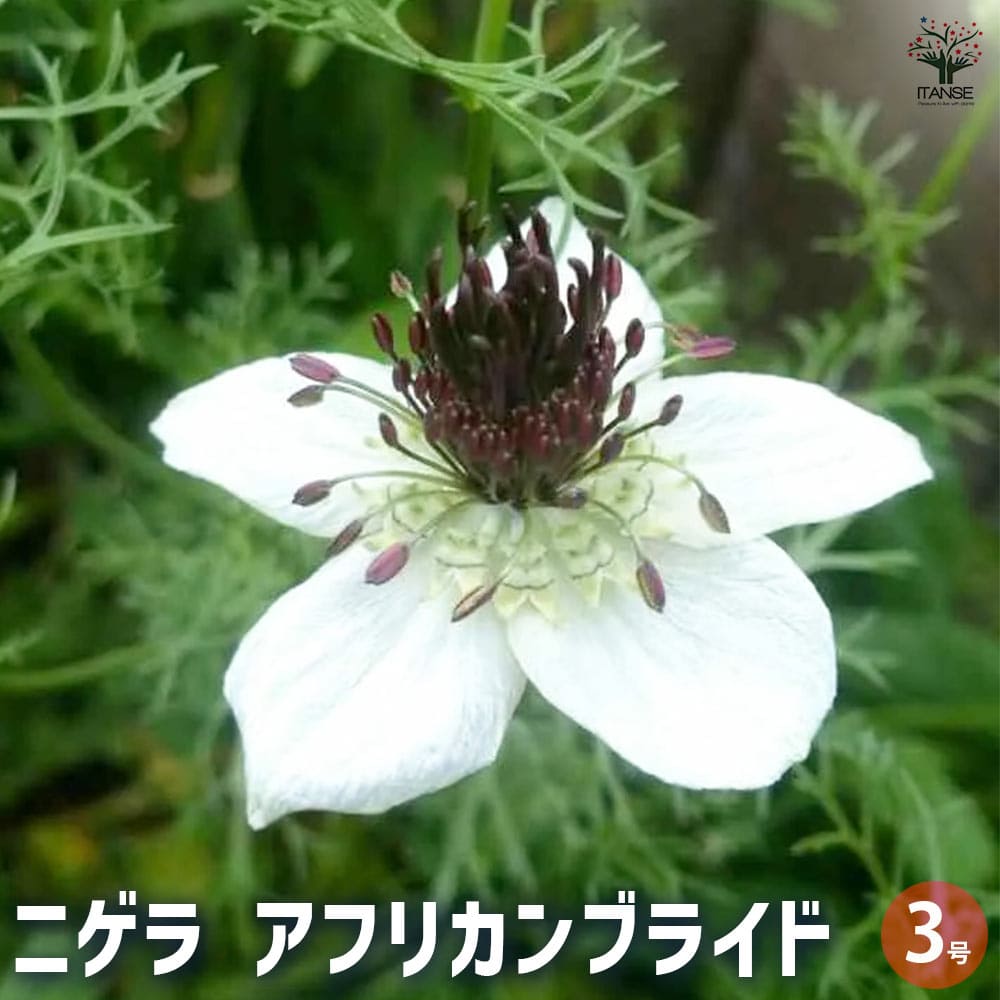 ニゲラ アフリカンブライド 【花苗 3号】｜ 【植物のITANSE