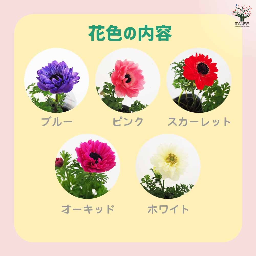 アネモネ ポルトダブル ブルー 【花苗 3.5号】｜ 【植物のITANSE