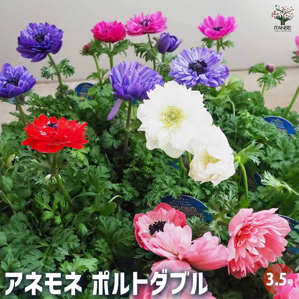 969 アネモネ 3029 - 1996 32c Winter Garden Flowers: Anemone