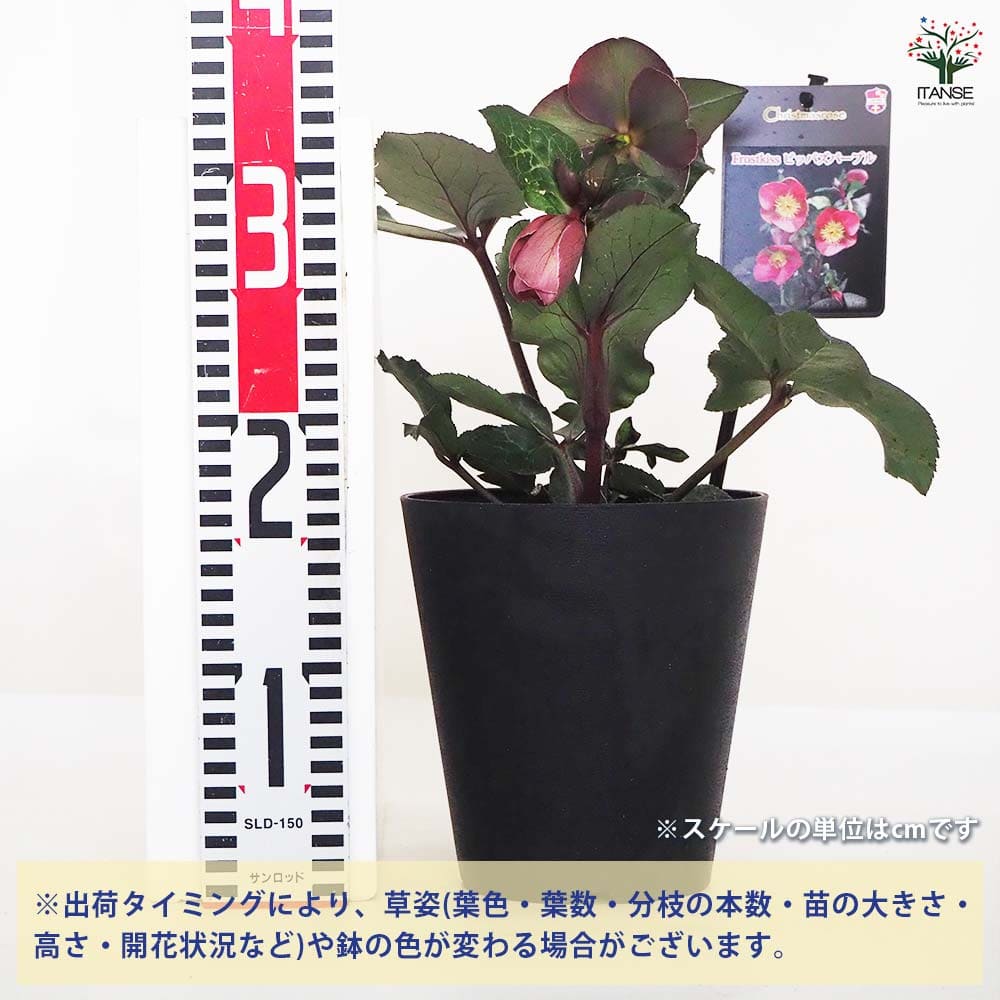 クリスマスローズ ピッパズパープル 【花苗 5号／1個売り】｜ 【植物の