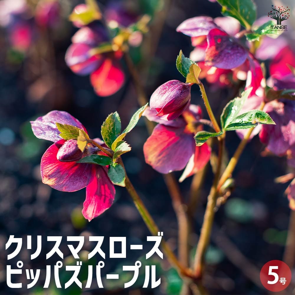 クリスマスローズ ピッパズパープル 【花苗 5号／1個売り】｜ 【植物の