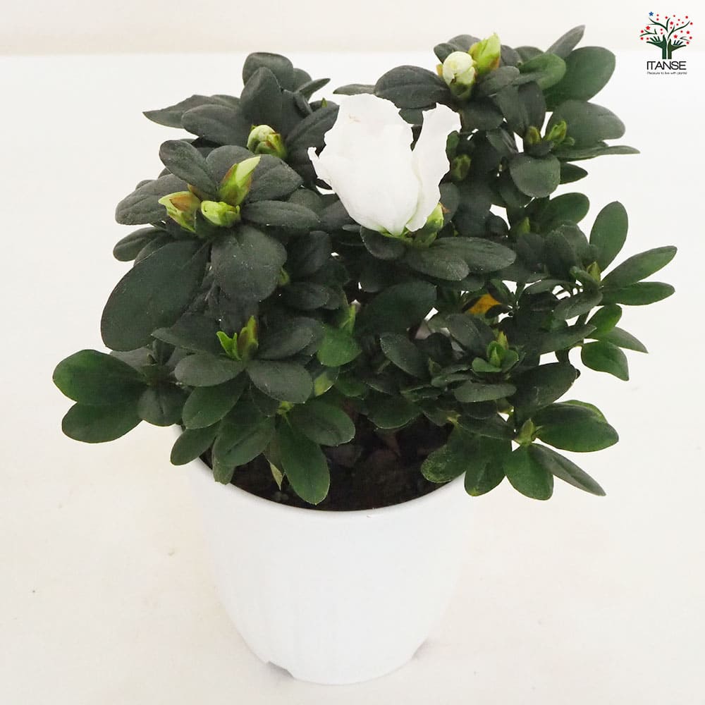 アザレア ホワイト 【花木苗 4.5号】｜ 【植物のITANSE】全品