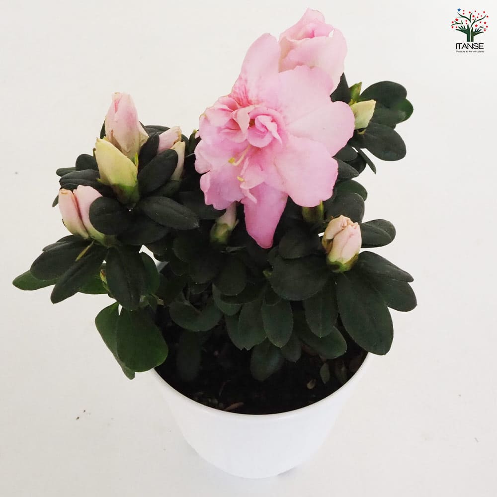 アザレア ホワイト 【花木苗 4.5号】｜ 【植物のITANSE】全品