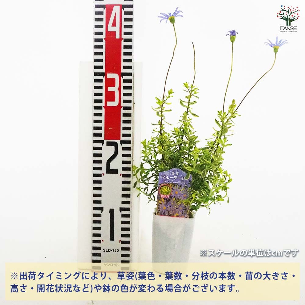 ブルーデージー GW価格 ブルーデージー 抜き苗 選べるおまけ2点