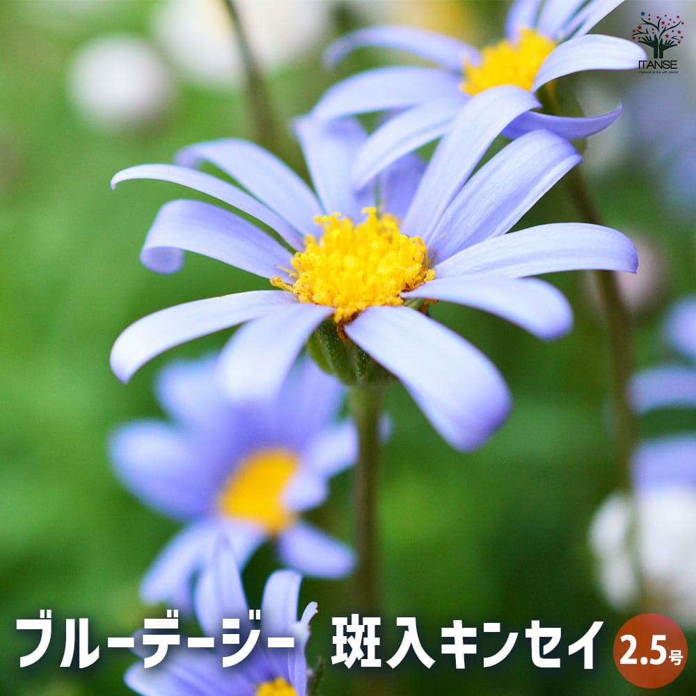 班入り・ブルーデージー ブルーデージー 斑入キンセイ2個～ 【花苗 2.5号】｜ 【植物の