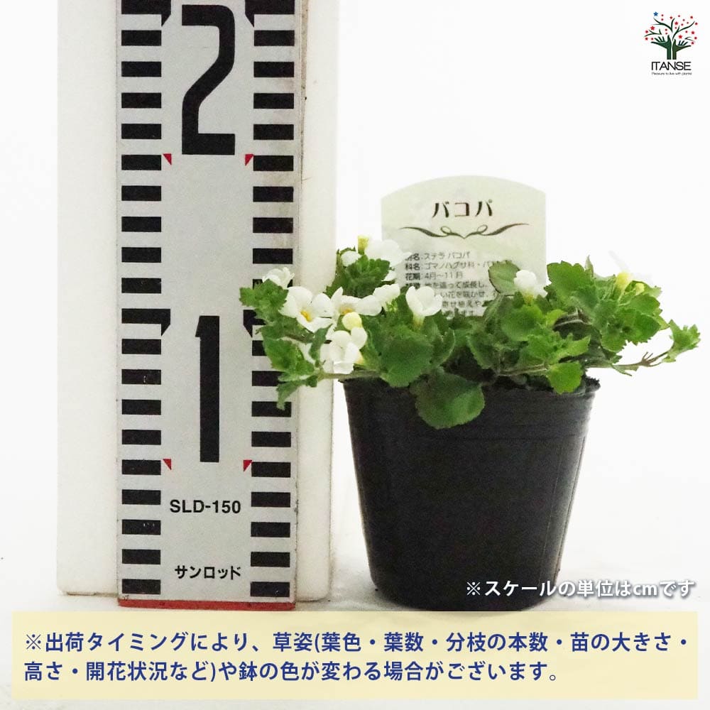 バコパ ブリザード2個～ 【花苗 3号】｜ 【植物のITANSE】全品