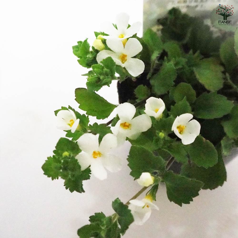 バコパ ブリザード2個～ 【花苗 3号】｜ 【植物のITANSE】全品