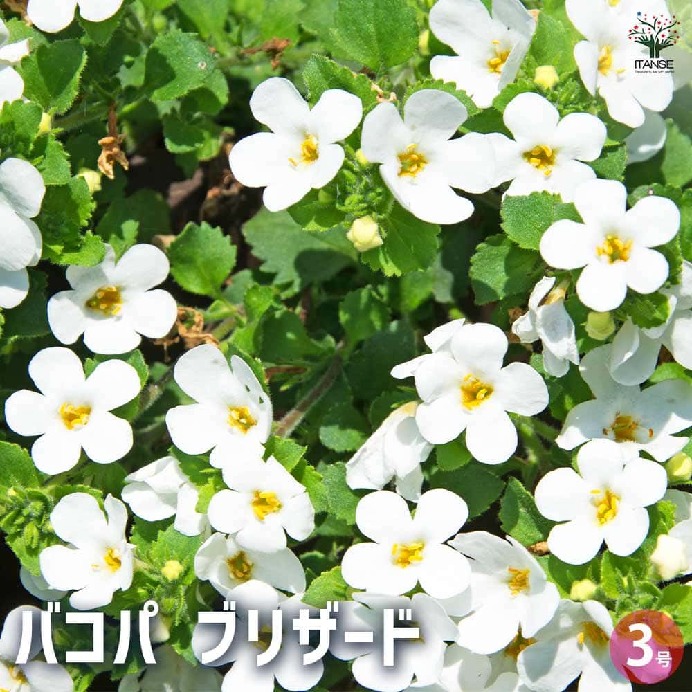 バコパ ブリザード2個～ 【花苗 3号】｜ 【植物のITANSE】全品