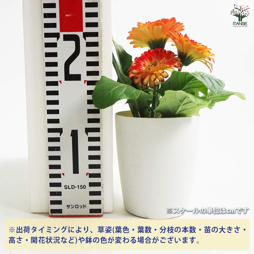 ミニガーベラ 品種mix 【花苗 3.5号】｜ 【植物のITANSE】全品