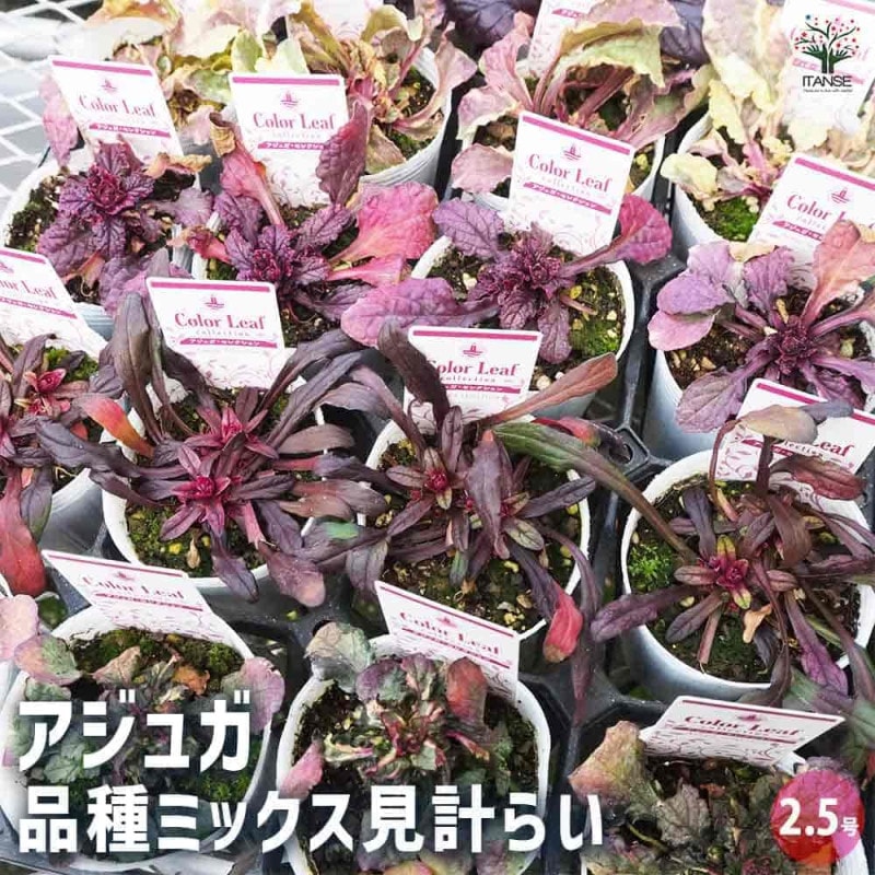 アジュガ｜【植物のITANSE】全品送料無料・即出荷!