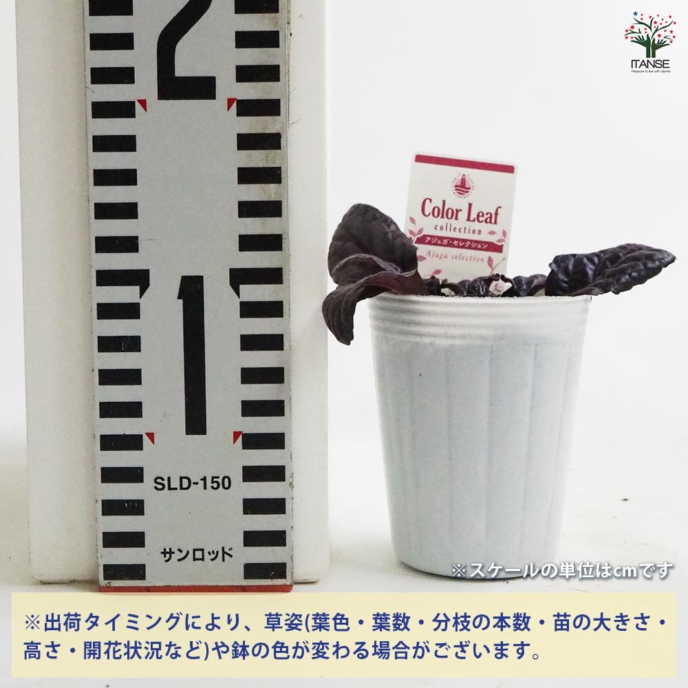 アジュガプラグ苗5種200本 アジュガプラグ苗5種200本