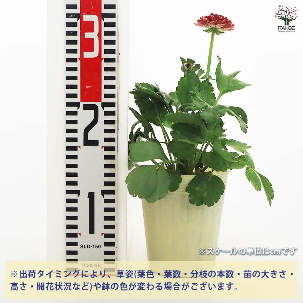 ラナンキュラス イカロス ピンク 【花苗 3.5号】｜ 【植物の