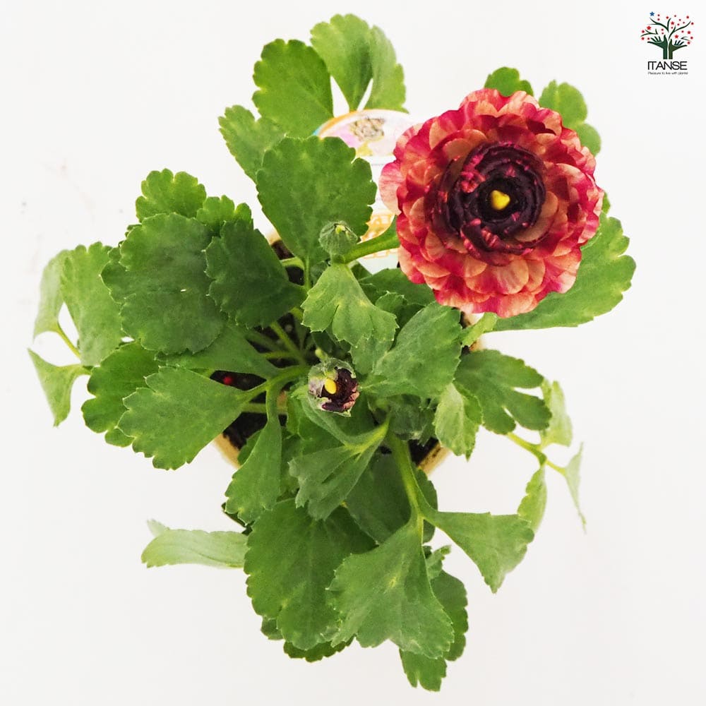 ラナンキュラス イカロス ピンク 【花苗 3.5号】｜ 【植物の