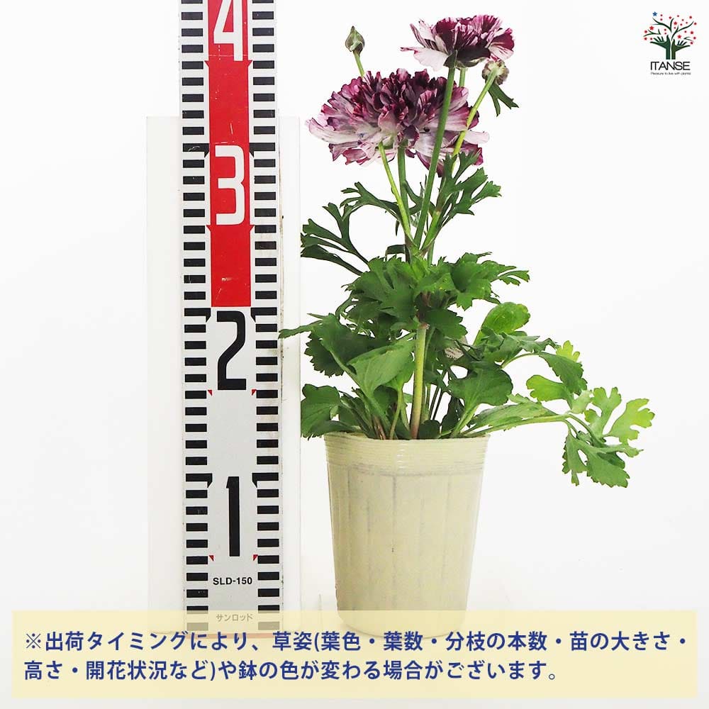 ラナンキュラス イカロス パープル 【花苗 3.5号】｜ 【植物の