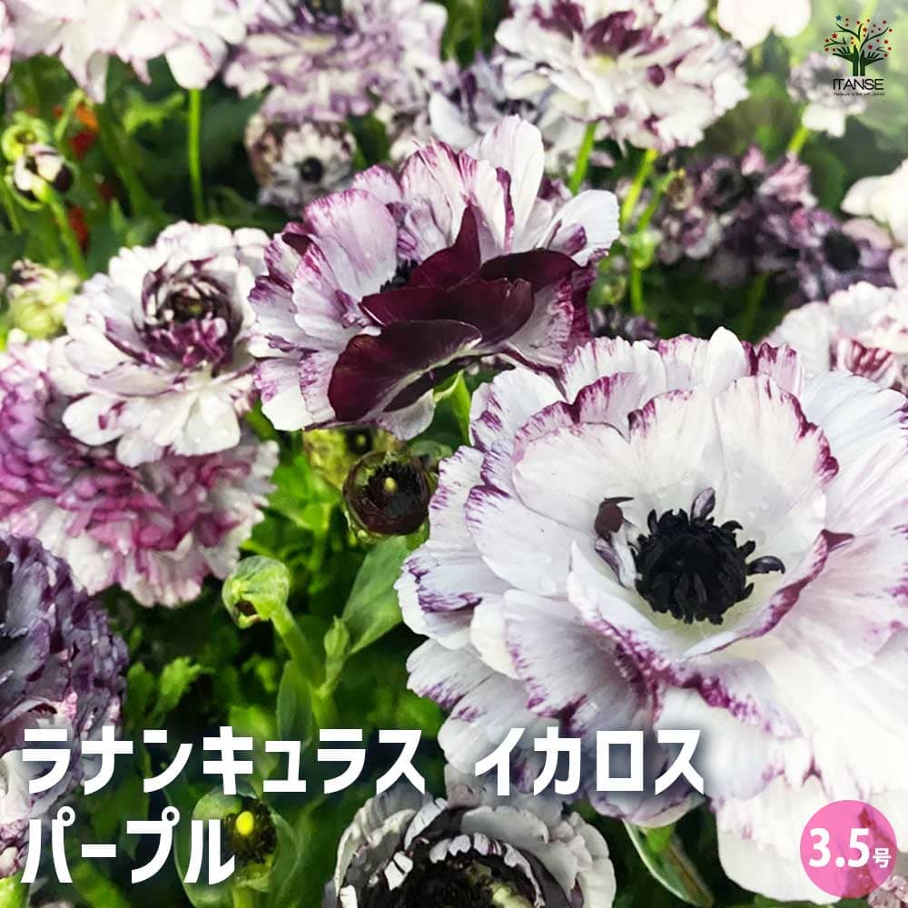 ラナンキュラス イカロス パープル 【花苗 3.5号】｜ 【植物の