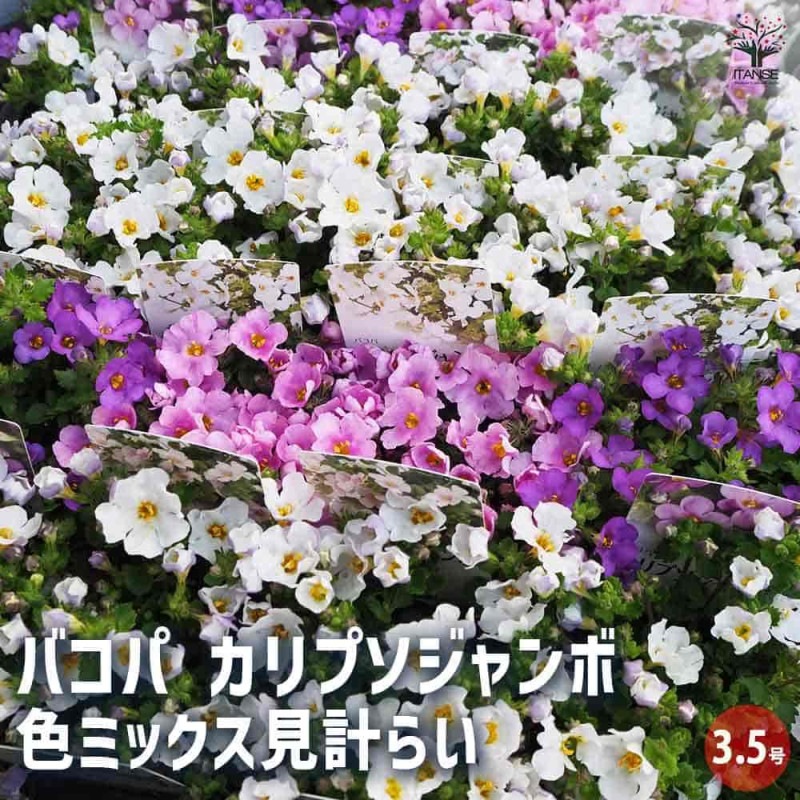 オーブリエチア　バリエガータ　斑入り 斑入オーブリエチア バリエガータ 【花苗 3号ポット】｜ 【植物