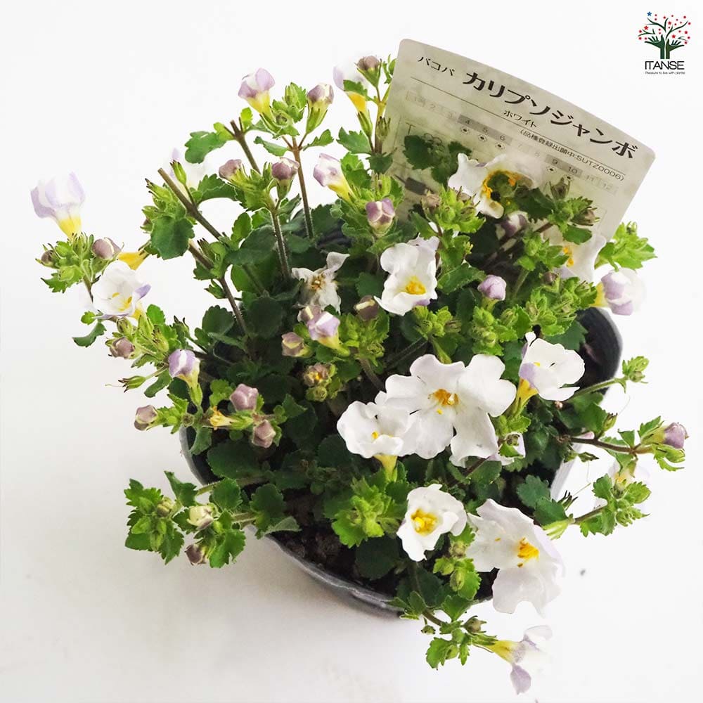 バコパ カリプソジャンボ 色mix3個～ 【花苗 3.5号】｜ 【植物の