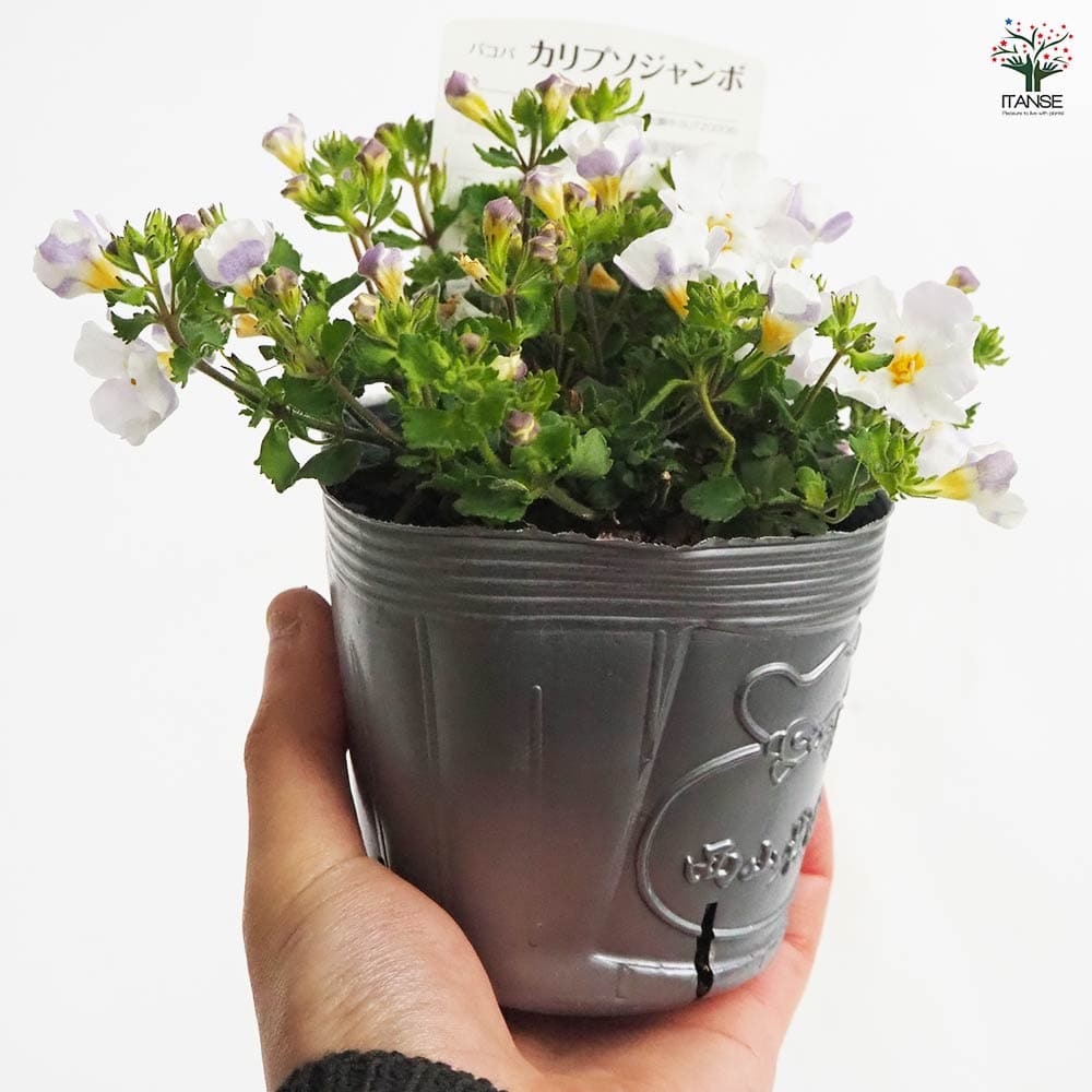バコパ カリプソジャンボ 色mix3個～ 【花苗 3.5号】｜ 【植物の