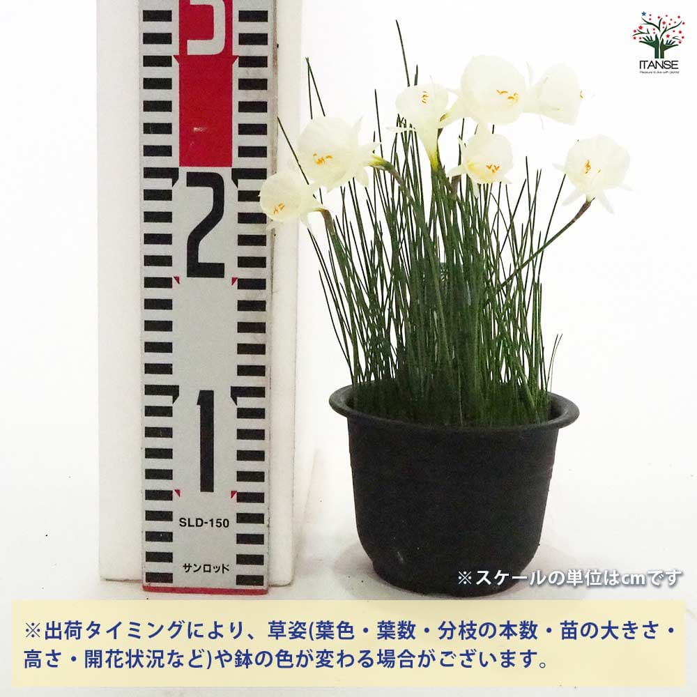 原種水仙 モノフィラス 【花苗 4号】｜ 【植物のITANSE