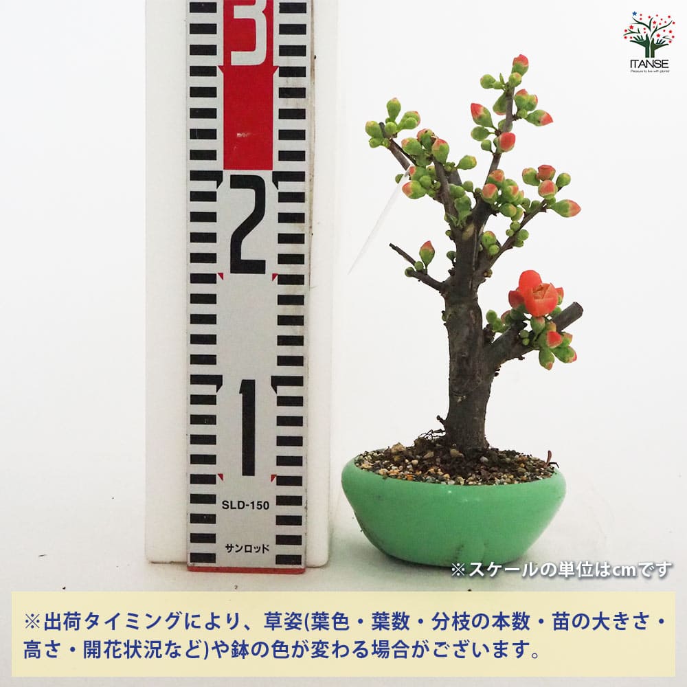 ボケ 長寿楽 【花木苗 4号／1個売り】｜ 【植物のITANSE】全品