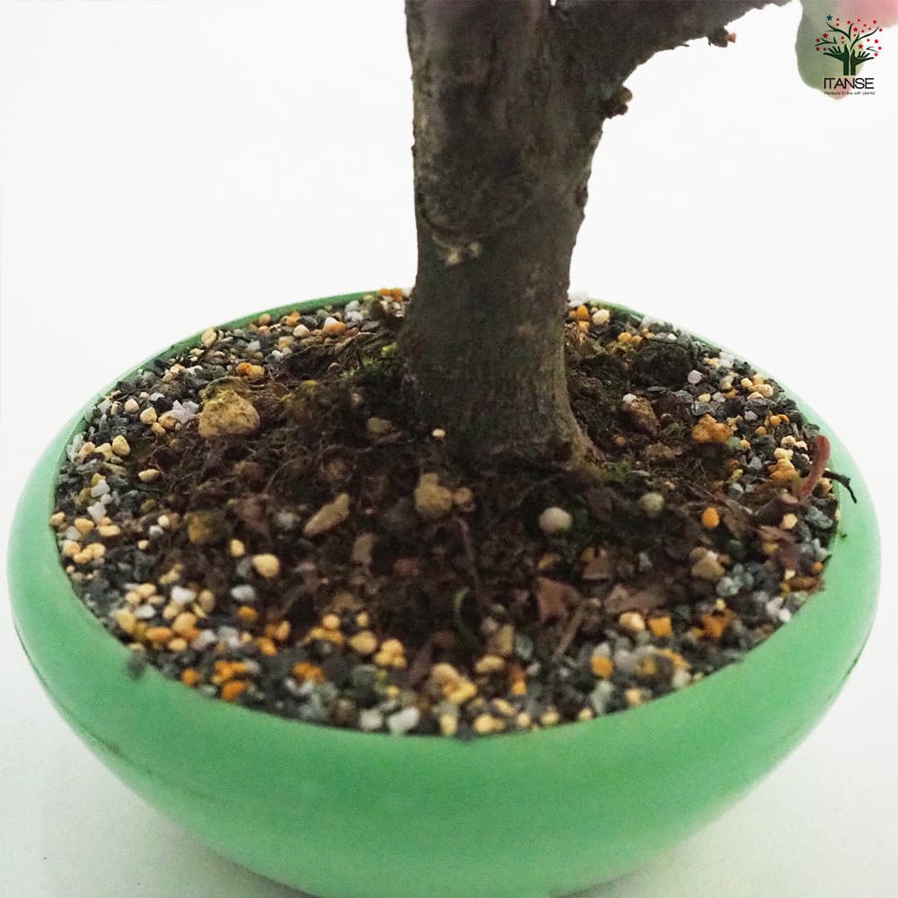 ボケ 長寿楽 【花木苗 4号／1個売り】｜ 【植物のITANSE】全品
