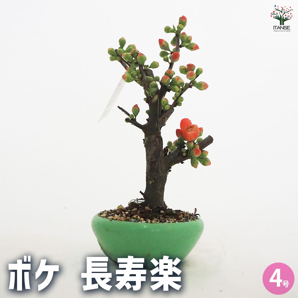 ボケ 長寿楽 【花木苗 4号／1個売り】｜ 【植物のITANSE】全品