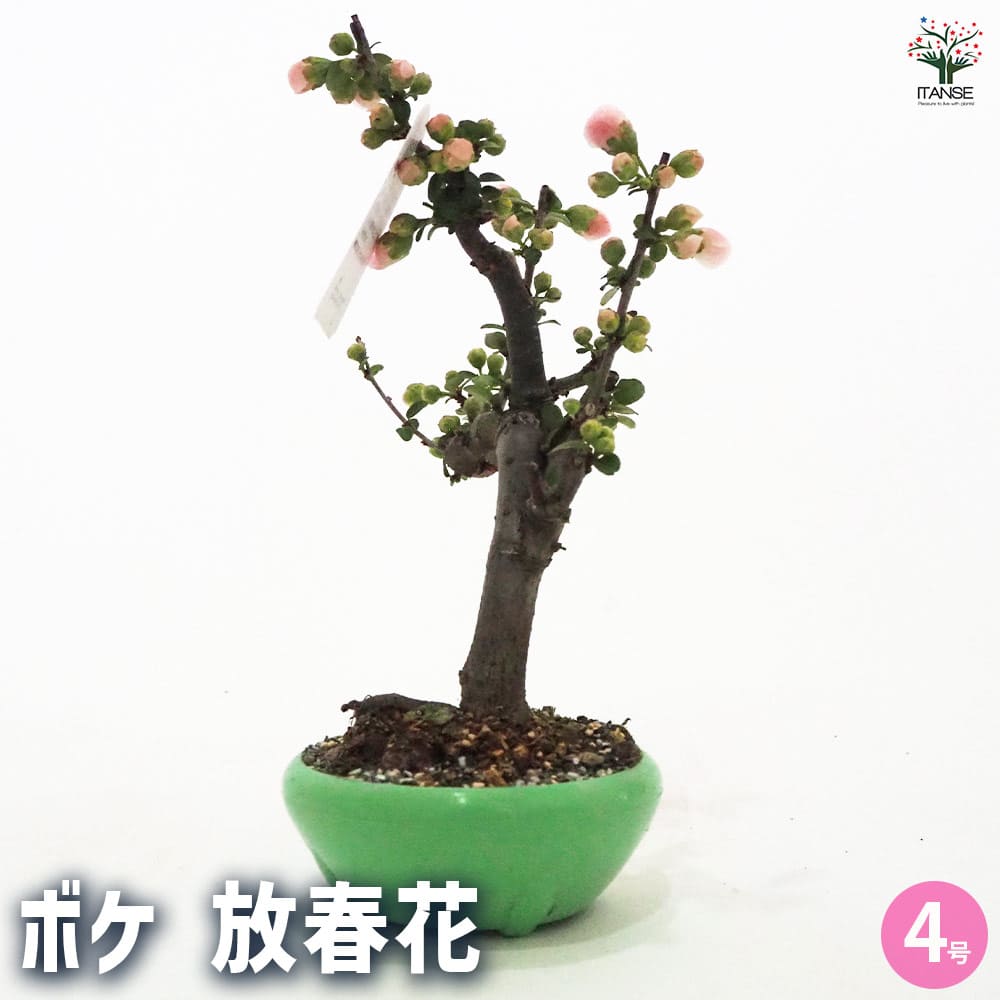 ボケ・放春花 ※ご相談ください ボケ・放春花 ※ご相談ください ボケ（木瓜）