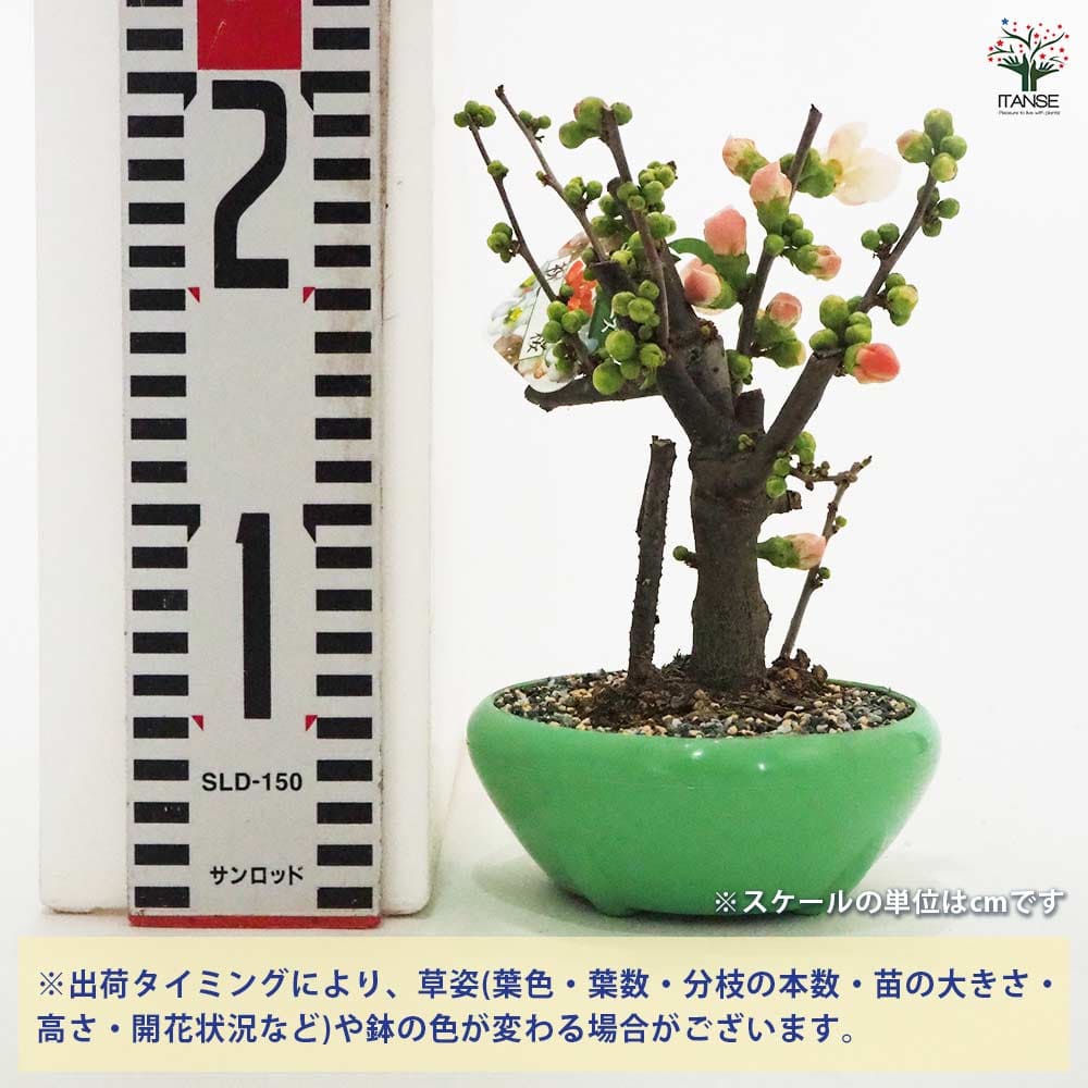 ボケ 祝桜 【花木苗 4号／1個売り】｜ 【植物のITANSE】全品送料