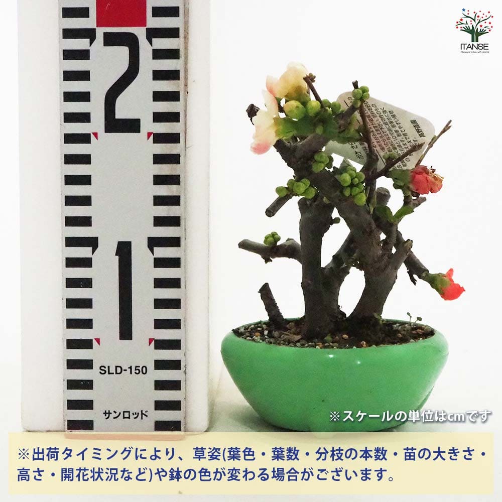 ボケ 紅サラサ 【花木苗 4号／1個売り】｜ 【植物のITANSE