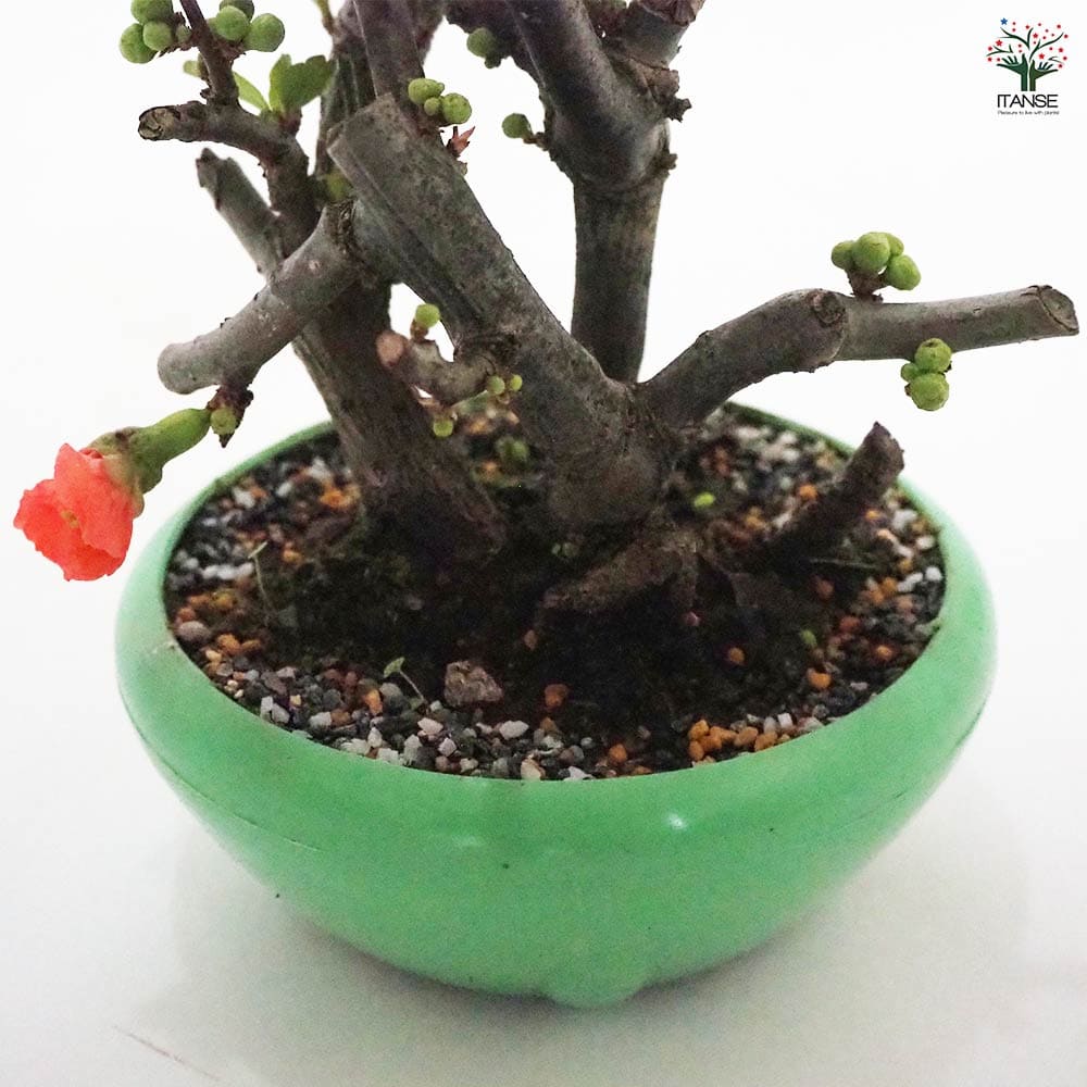 ボケ 紅サラサ 【花木苗 4号／1個売り】｜ 【植物のITANSE