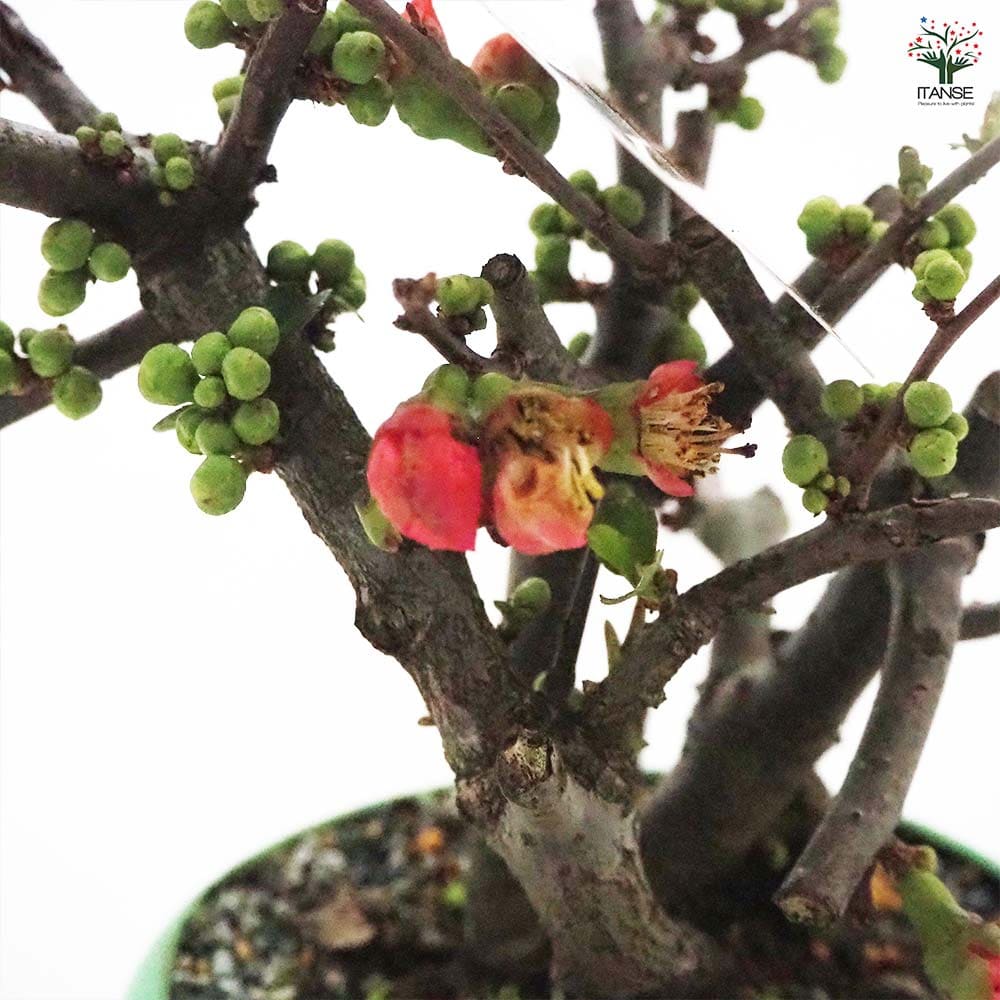 ボケ 紅サラサ 【花木苗 4号／1個売り】｜ 【植物のITANSE】全品